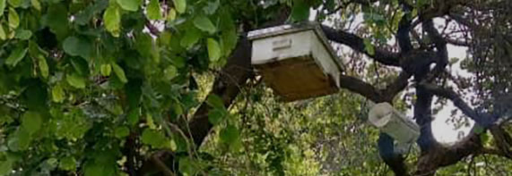 タンザニア養蜂プロジェクト