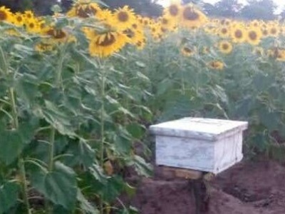 『タンザニア養蜂プロジェクト』ブログ更新