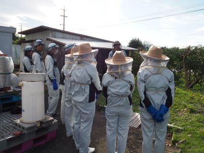 養蜂イベントの様子【巣箱の内検】作業